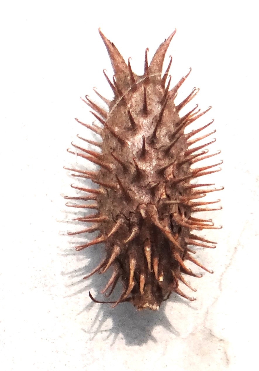  Mature Burr